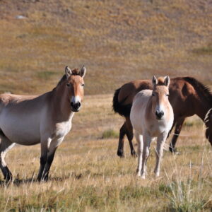 【HA024】遊牧民の暮らし、野生動物との出会い、歴史探訪を満喫する充実の1泊2日間