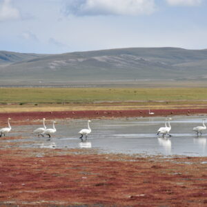 【HA038】ドラマ【VIVANT】の舞台を一気に体験モンゴルの大自然と文化にどっぷり浸かる4日間
