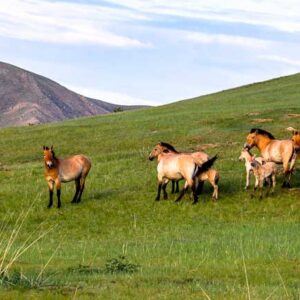 【HA010】野生馬タヒを探索しよう！日帰りツアー