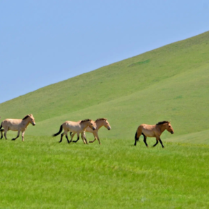 【HA011】モンゴル鉄道と野生馬に出会うホスタイ国立公園日帰りツアー