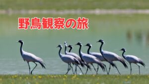 【BIRD01】モンゴル野鳥観察の旅 　グン・ガルート 6月～9月
