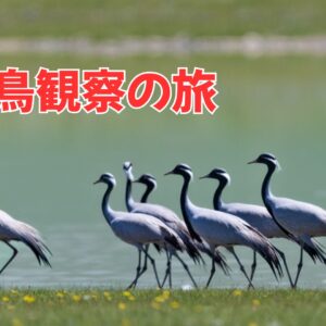 【BIRD01】モンゴル野鳥観察の旅 　グン・ガルート 6月～9月