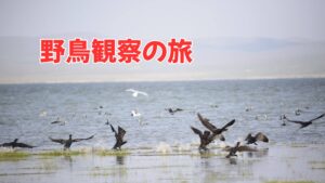 【BIRD02】モンゴル野鳥観察の旅 　ウギー湖  5月～10月