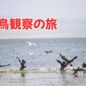 【BIRD02】モンゴル野鳥観察の旅 　ウギー湖  5月～10月